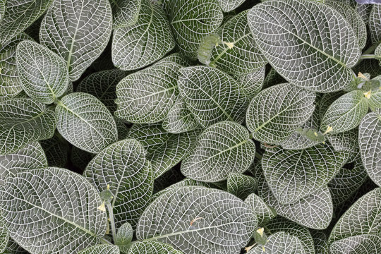 Plant - Mosaic Plant