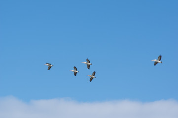 Fototapeta premium Five pelicans in flight
