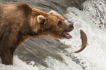 Brown bear about to catch a salmon © Nick Dale