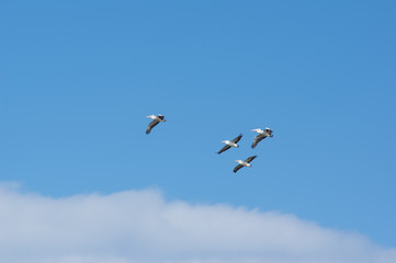 Four pelicans in flight