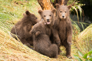 Fototapeta premium Brown bear cub standing beside three siblings
