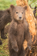 Naklejka premium Brown bear cub standing on hind legs
