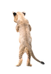 baby lion isolated