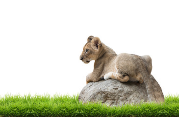 baby lion sit on the rock isolated