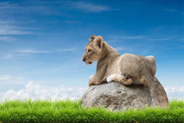 baby lion sit on the rock