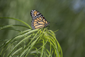 Butterfly - Monarch