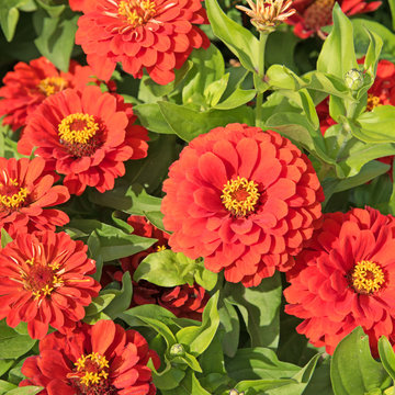 Zinnien