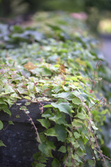 Vine - Japanese Ivy