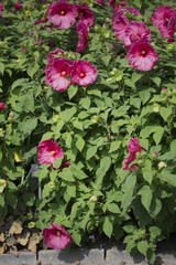 Flower - Rose Mallow - Plum Crazy