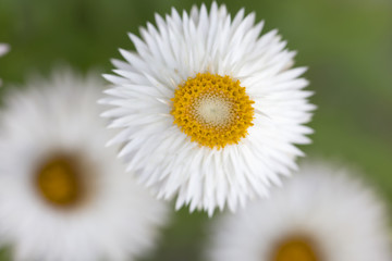 Obraz premium Flower - Straw Flower