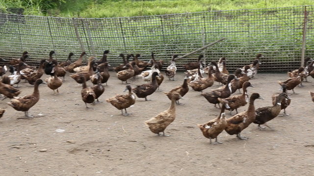 Domestic Duck in farm