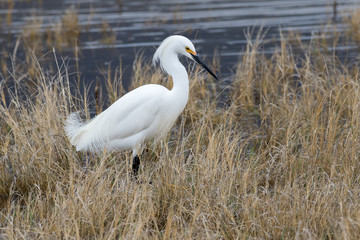 Snowy Egret in dried grass on an overcast day