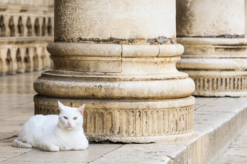 Weiße Katze in Dubrovnik