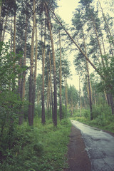 Obraz premium Asphalt road in the forest. Vintage effect.