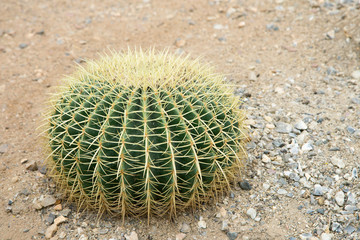 Barrel cactus growing in sand and gravel