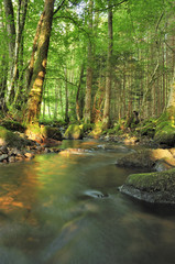 rivière en foret