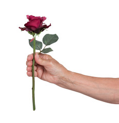 Old hand giving a rose