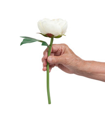 Old hand giving a rose