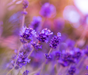 Lavender flowers background
