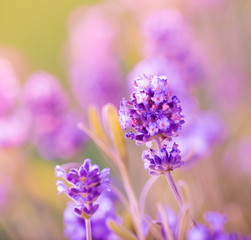 Obraz premium Lavender flowers background