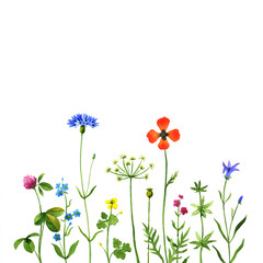 Obraz na płótnie Canvas wildflowers