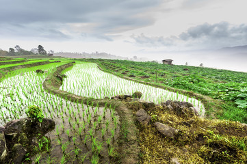 Green Terraced Rice Field in Pa Pong Pieng in raining season, Mae Chaem, Chiang Mai, Thailand