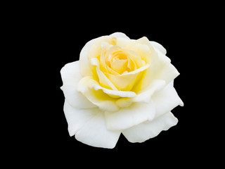 beautiful  yellow rose