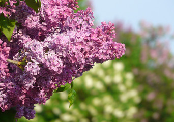 Blossoming lilac