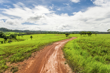Road of savanna Field in green season.