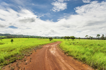 Road of savanna Field in green season.