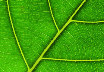 Pattern of green leaf