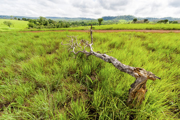 Obraz premium Road of savanna Field in green season.
