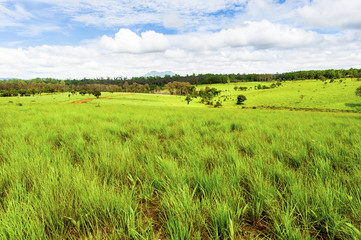 Road of savanna Field in green season.