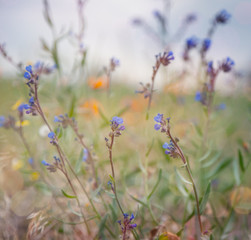 wild flowers in soft focus, background and texture