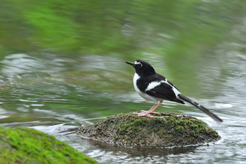 Black-backed forktail ,Beautiful bird and river stream