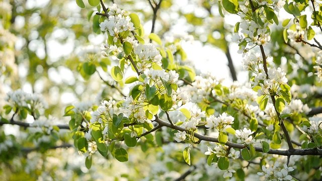 Flowers of apple blossoms. Slow motion