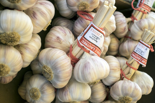 Ail rose de Lautrec (France)