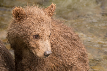Fototapeta premium Close-up of brown bear cub turning head
