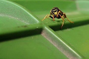 Wasp (Vespula Germanica) sitting on green plastic crate, cleaning her antennae
