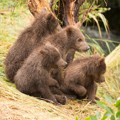 Fototapeta na wymiar Four bear cubs looking in same direction