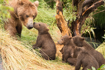 Obraz premium Four bear cubs greet mother beside tree