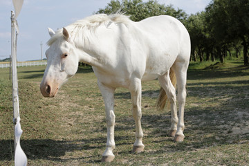 Obraz premium single white horse on meadow