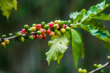 Coffee beans ripening on  tree plantation