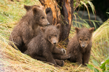 Obraz na płótnie Canvas Four brown bear cubs sitting by tree