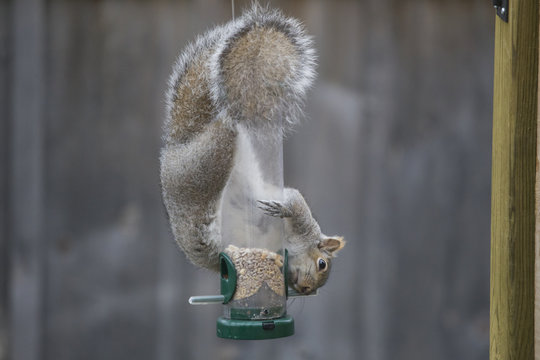 Squirrel on Bird Feeder