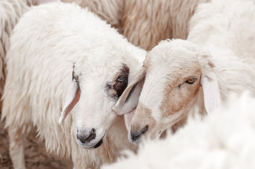 sheep in the farm are waiting for the food