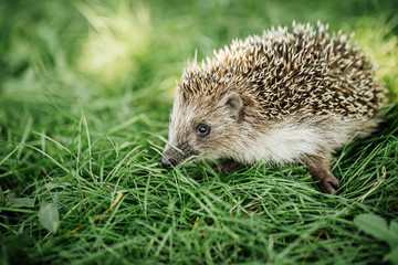 Hedgehog on a walk on the grass