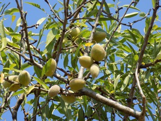 Almond tree