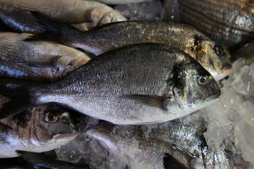 Fish Market 