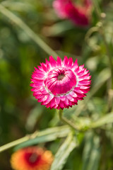 pink Strawflower